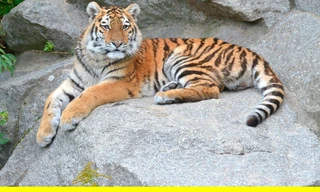 Panda, Gorilla & Co.