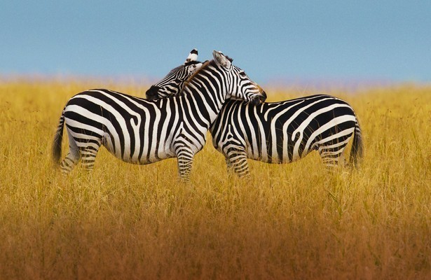 Zebra's