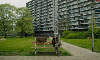 Wilde buren alleen maar love