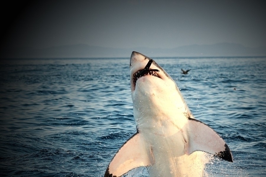 When Sharks Attack