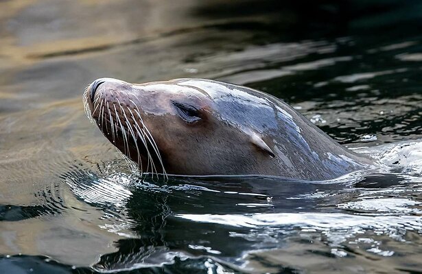 Een zeeleeuw