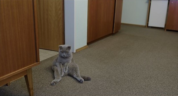 Onvoorwaardelijke liefde voor twee katten