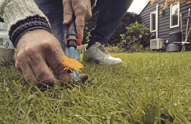 2Doc Kort: De Stand van het Gras
