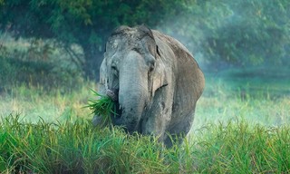 360° Reportage: Hati Bondhu, die Elefantenschützer von Assam