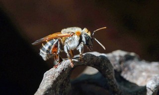 360° Reportage: Peru - Stachellose Bienen, Retter des Regenwaldes