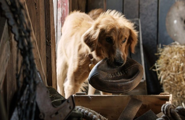 Still uit A Dog's Purpose