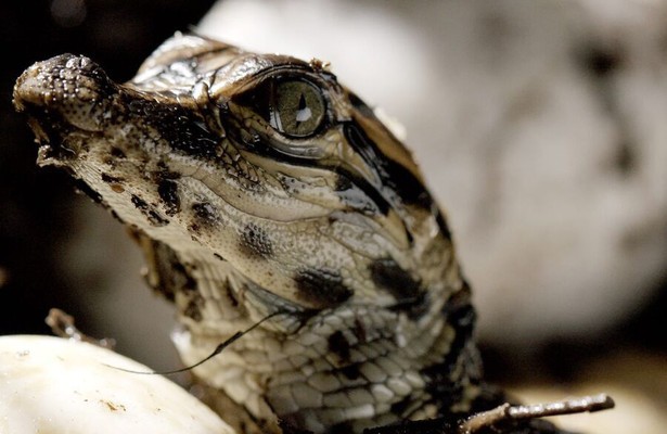 America's wild seasons