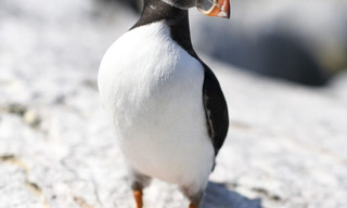 America's wild border: Northern exposure