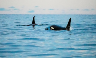 Arktisches Norwegen - Winter, Wale, Weihnachtszauber