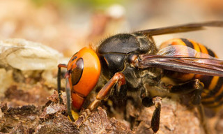 Asia's Killer Hornets