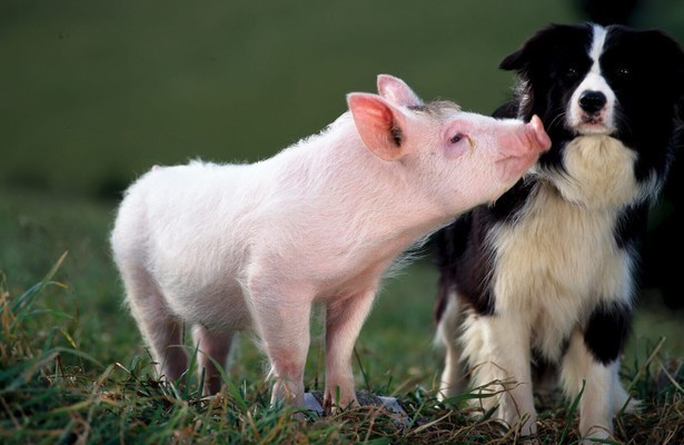 Scène uit de film Babe