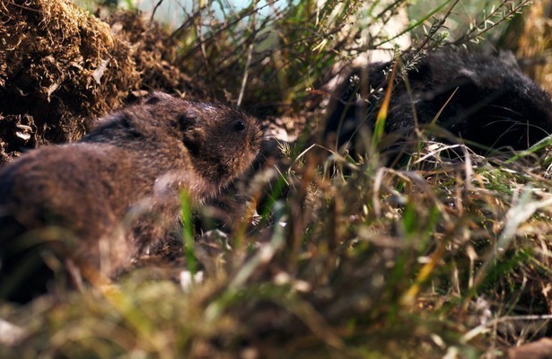 Woelrat in Big Little Journeys