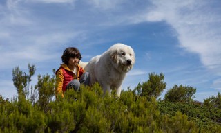 Belle et Sébastien : nouvelle génération