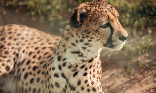 Bij ons in de dierentuin