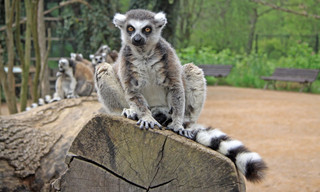 Bij ons in de dierentuin