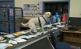 Border security: Dog patrol