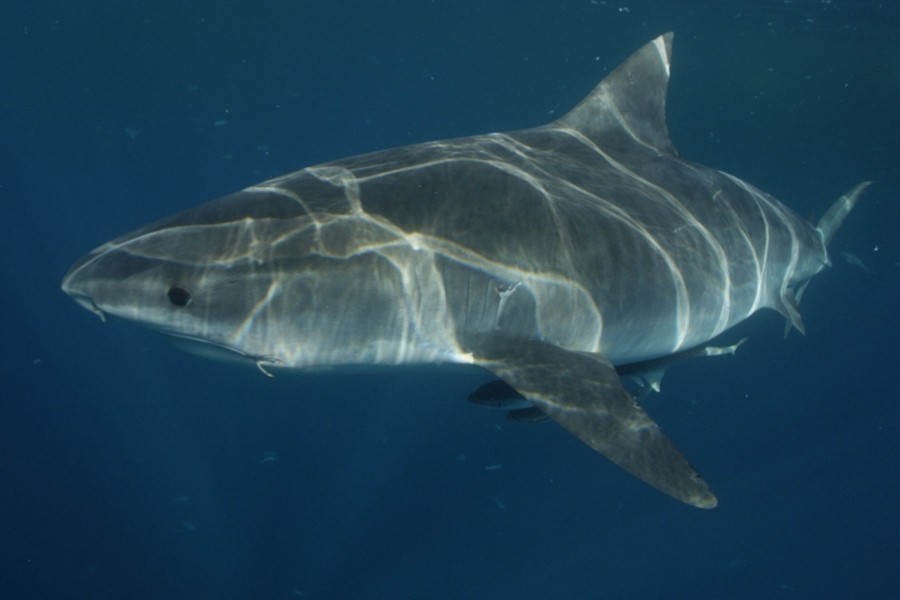 Belly of the Beast: Bigger and Bloodier