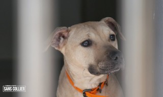 Chiens et chats sans collier