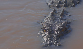 Crocodile - Australia's Greatest Survivor