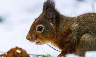 Cumbria's Red Squirrels