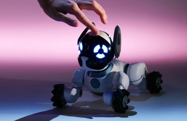 Close up: Over katten en honden en kunst