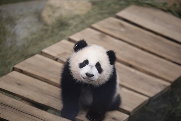 Een kleine vriendelijke reus