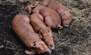 De wil van het varken