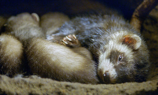 Der Waldiltis: Geschickter Jäger im Verborgenen