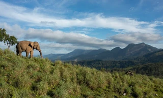 Destination Wild: India