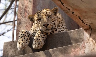 Die Leoparden-Dynastie - Aufstieg eines Prinzen