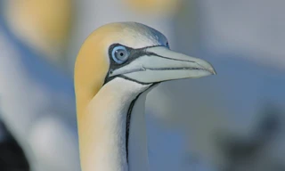 Die Wildnis Afrikas: Vier Jahreszeiten