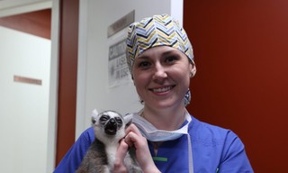 Dr. K's exotic animal ER