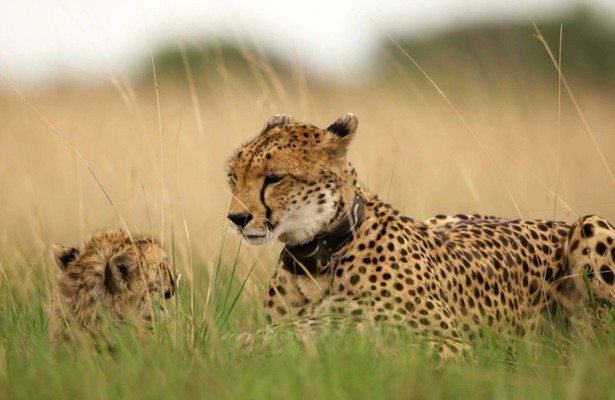 Cheeta Kali in Dynasties