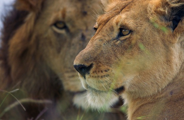 Leeuwen in Dynasties