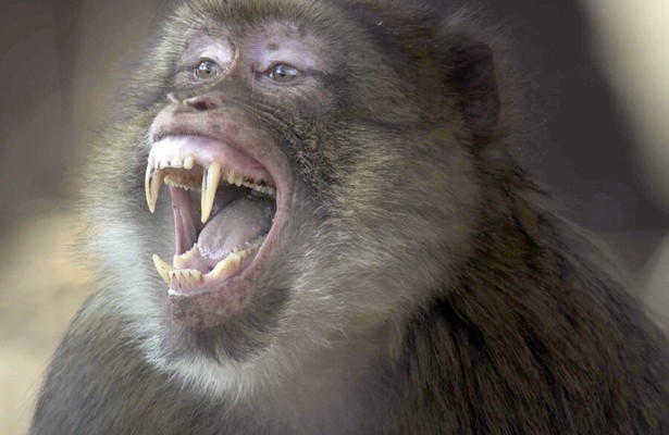 Berberaap Mac in Dynasties