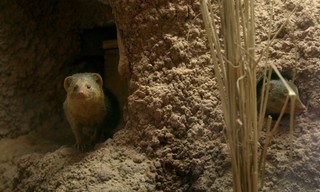 Een kerstdag in de dierentuin