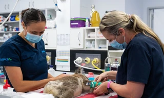 Eerste Hulp van een Dierenziekenhuis