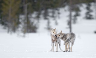 Ein Jahr unter Wölfen