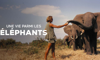 Ein Leben unter Elefanten