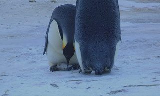 Empfinden Tiere Trauer? Neues aus der Verhaltensforschung