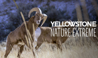 Yellowstone - Park der Extreme