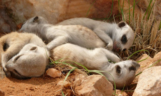 Erdmännchen - Ein starkes Team