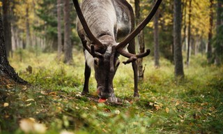 Erlebnis Erde: Tiere im Rausch