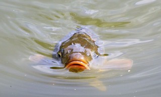 Ernst's OnderWaterWereld