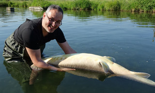 Geo Reportage: Kaviar, das schwarze Gold Italiens