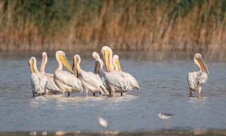 Geo Reportage: Pelikane, die Könige des Donaudeltas