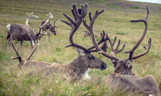 Geschenk der Gletscher