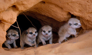 Gestatten - Familie Erdmännchen