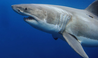Haie eiskalt! Jäger zwischen Nordsee und Grönland