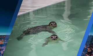 Hart van Nederland - Late editie